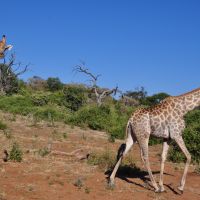 giraffen-im-chobe-nationalpark