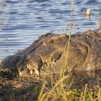 krokodil-im-chobe-fluss