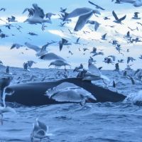 Orcas im Sonnenuntergang