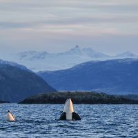 Orcas im Sonnenuntergang