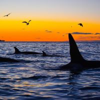 Orca taucht auf