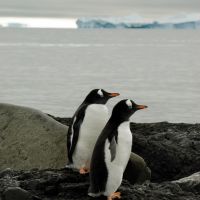 2-gentoo-pinguine