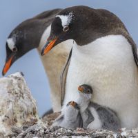 pinguin-eltern-mit-kleinen