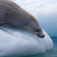 Robbe rutscht ins Wasser robbe-rutscht-ins-wasser
