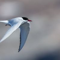 Vogel fliegt vogel-fliegt