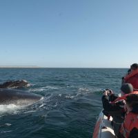 Whalewatching in Argentinien whalewatching-in-argentinien