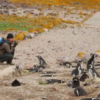 Photograph mit Pinguinen photograph-mit-pinguinen