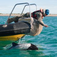 Delfin vor Schiff delfin-vor-schiff