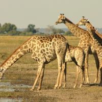 Giraffenfamilie giraffenfamilie