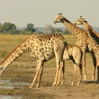 giraffenfamilie