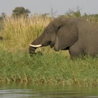 Elefant mit Vogel elefant-mit-vogel
