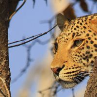 leopard-in-botswana