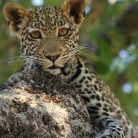 leoparden-baby