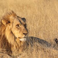 Löwe in der Kalahari löwe-in-der-kalahari