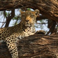leopard-ruht-sich-aus