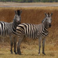 zebras-in-botswana