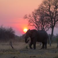 elefant-im-sonnenuntergang
