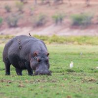 flusspferd-in-botswana