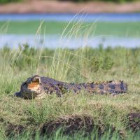 krokodil-in-botswana