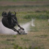 Rennendes Gnu rennendes-gnu