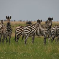 zebraherde
