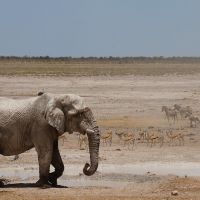 elefant-im-etosha-nationalpark