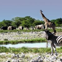 tiervielfalt-im-etosha-nationalpark