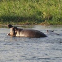 hippo-im-caprivi