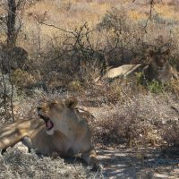 loewin-im-etosha-nationalpark