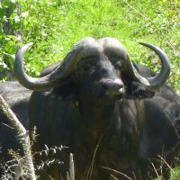 buffalo