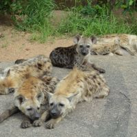 hyaenen-kruger