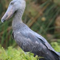 shoebill-stork-in-mabamba-swamps-lake-victoria.jpg