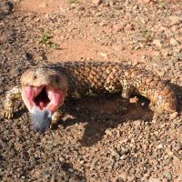 flinders-ranges.jpg