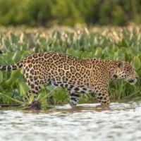 Jaguar_Nord_Pantanal_20130810_1_AD_tn jaguar-nord-pantanal-20130810-1-ad-tn
