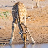 etosha-(wundn)