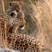 kgalagadi-transfrontier-park-(wundn)