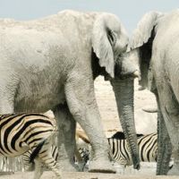 etosha-7-(wundn)