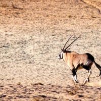 kgalagadi-transfrontier-park-3-(wundn)