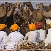 Pushkar pushkar