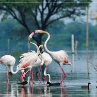 Bharatpur bharatpur
