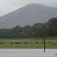 thekkady