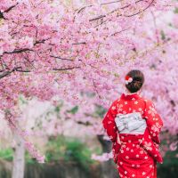 Frau im Kinomo Kirschblüten frau-im-kinomo-kirschblüten