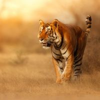 tiger-in-indien