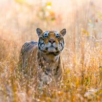 tiger-im-kanaha-nationalpark