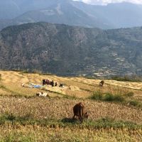 Bhutan Felder bhutan-felder