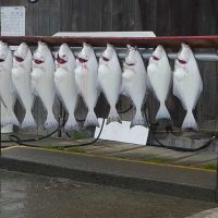 day-6---xl-day-11---halibut,-homer