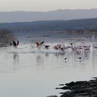 flamingos