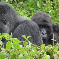 gorillas-im-grünen.jpg