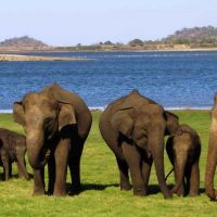 Minneriya National Park minneriya-national-park