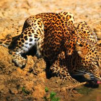 yala-leopard